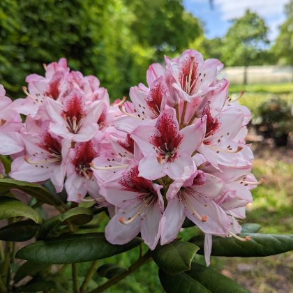 Rhododendron Cassata