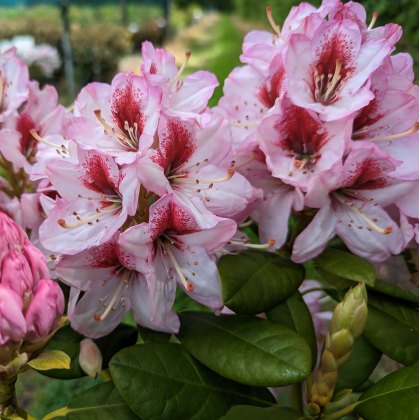 Rhododendron Cassata