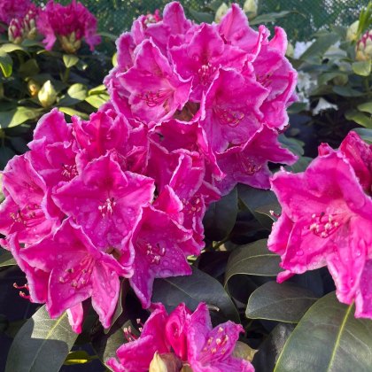 Rhododendron Claudine