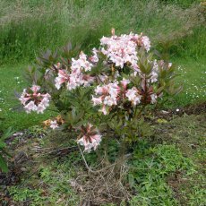 Azaleodendron Martha Isaacson Azaleodendron Martha Isaacson