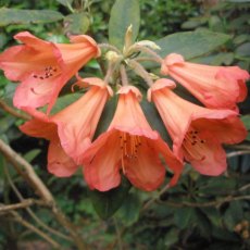 Rhododendron Fabia (FCC form) AGM