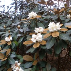 Rhododendron falconeri ssp. eximium  AGM