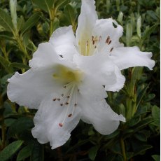 Rhododendron Fragrantissimum  AGM