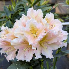 Rhododendron Gloria. Rhododendron Gloria.