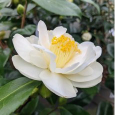 Camellia japonica 'Silver Anniversary' AGM