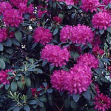 Rhododendron Lee's Dark Purple