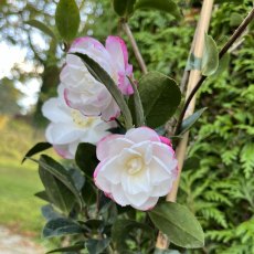 Camellia sasanqua 'Paradise Audrey'