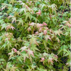 Acer palmatum 'Bi-Hoo' Acer palmatum 'Bi-Hoo'