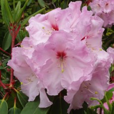 Rhododendron Faggetters Favourite - Faggetters Favourite Rhododendrons ...