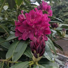 Rhododendron Old Port Rhododendron Old Port