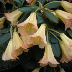 Rhododendron Perfect Lady