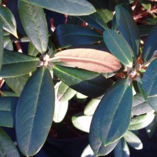 Rhododendron Perfect Lady