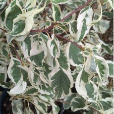 Cornus controversa Variegata AGM Cornus controversa Variegata AGM