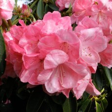 Rhododendron Raoul Millais Rhododendron Raoul Millais