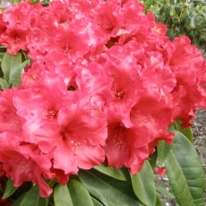 Rhododendron Red Delicious Rhododendron Red Delicious