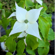 Cornus kousa 'Big Apple' Cornus kousa 'Big Apple'
