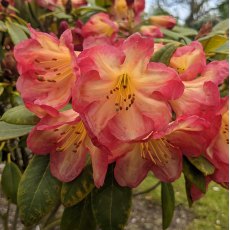 Rhododendron Ring of Fire Rhododendron Ring of Fire