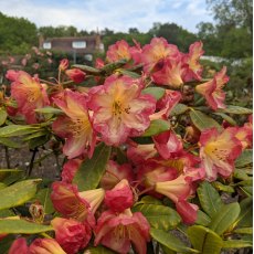 Rhododendron Ring of Fire Rhododendron Ring of Fire