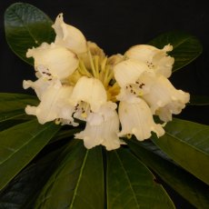 Rhododendron semnoides