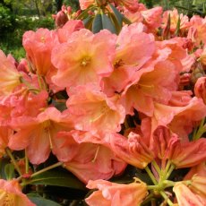 Rhododendron September Song AGM Rhododendron September Song AGM