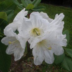 Rhododendron serotinum Rhododendron serotinum