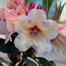 Rhododendron Tidbit AGM Rhododendron Tidbit AGM
