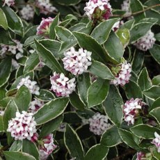 Daphne odora 'Aureomarginata'