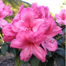 Rhododendron Van