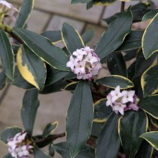 Daphne odora 'Aureomarginata'