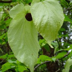 Davidia involucrata  AGM Davidia involucrata  AGM