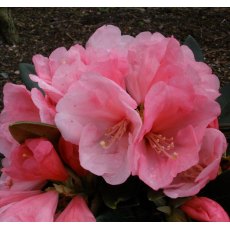 Rhododendron Vintage Rose  AGM