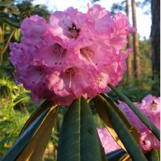 Rhododendron Whidbey Island