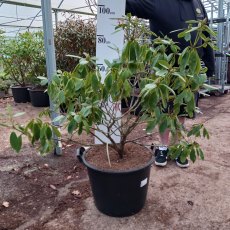Rhododendron Onsloweanum - Open Ground Plant Rhododendron Onsloweanum - Open Ground Plant