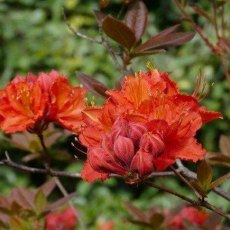 Deciduous Azalea Norman's Choice