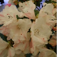 Rhododendron Princess Alice FCC