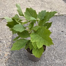 Hydrangea quercifolia Alice Hydrangea quercifolia Alice