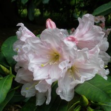 Rhododendron fortunei discolor 'Deer Dell'