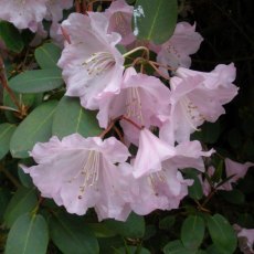 Rhododendron James Barto Rhododendron James Barto