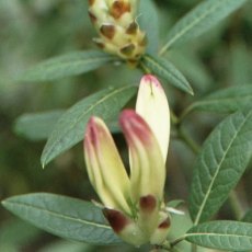 Rhododendron lindleyi