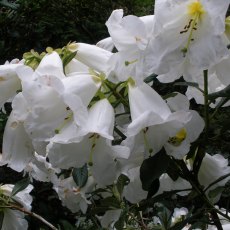 Rhododendron lindleyi