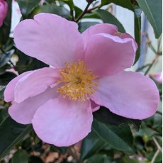 Camellia sasanqua 'Plantation Pink'