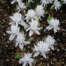 Deciduous Azalea canadense 'album'