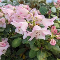 Rhododendron Moonstone