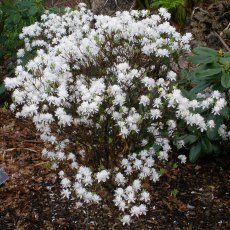 Deciduous Azalea canadense 'album'