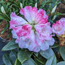 Rhododendron Pubicostatum