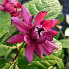 Calycanthus Hartlage Wine AGM Calycanthus Hartlage Wine AGM