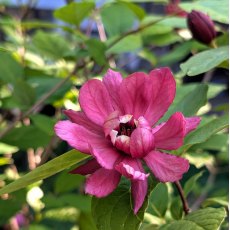 Calycanthus Hartlage Wine AGM Calycanthus Hartlage Wine AGM