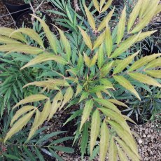 Mahonia eurybracteata Sweet Winter