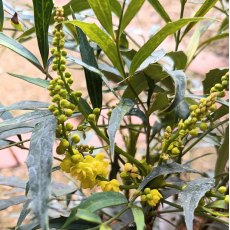 Mahonia eurybracteata Sweet Winter