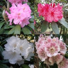 Rhododendron Species Collection (4 x 3 litre plants) Rhododendron Species Collection (4 x 3 litre plants)